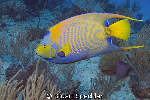 Natural beauty of a queen angelfish in her realm. by Stuart Spechler 